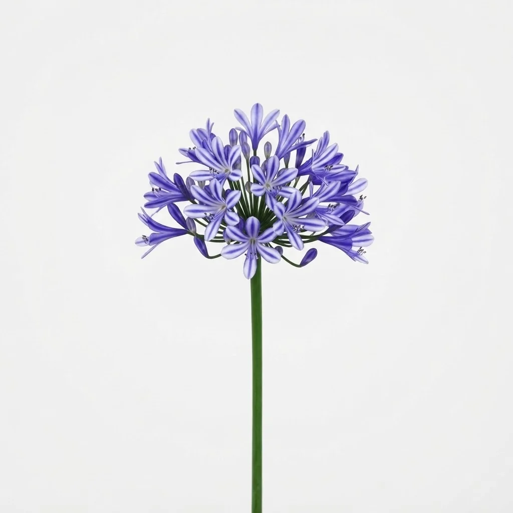 Agapanthus