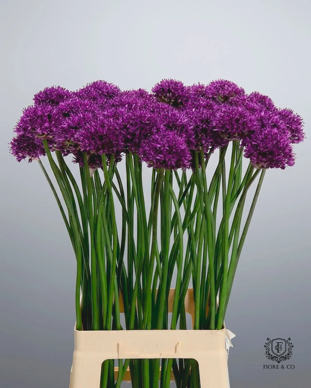 Allium