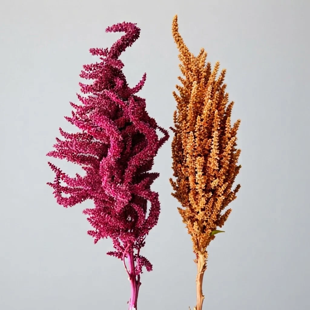 Amaranthus