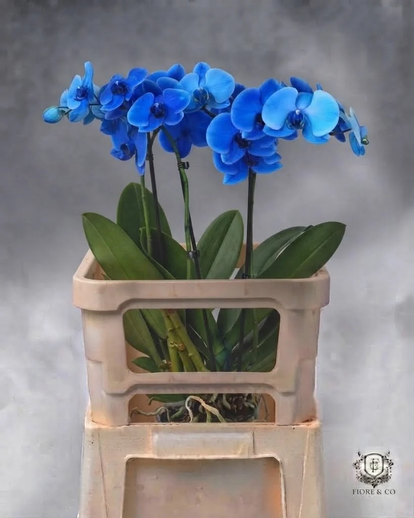 Orquídea