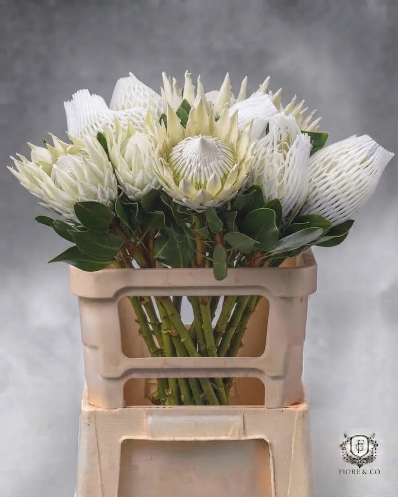 Protea