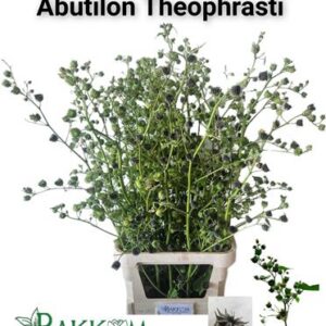 Abutilon Theophrasti