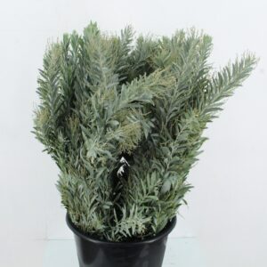 Acacia H Clair Lune